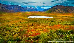 Tundra along the Dempster highway by Robert Berdan ©