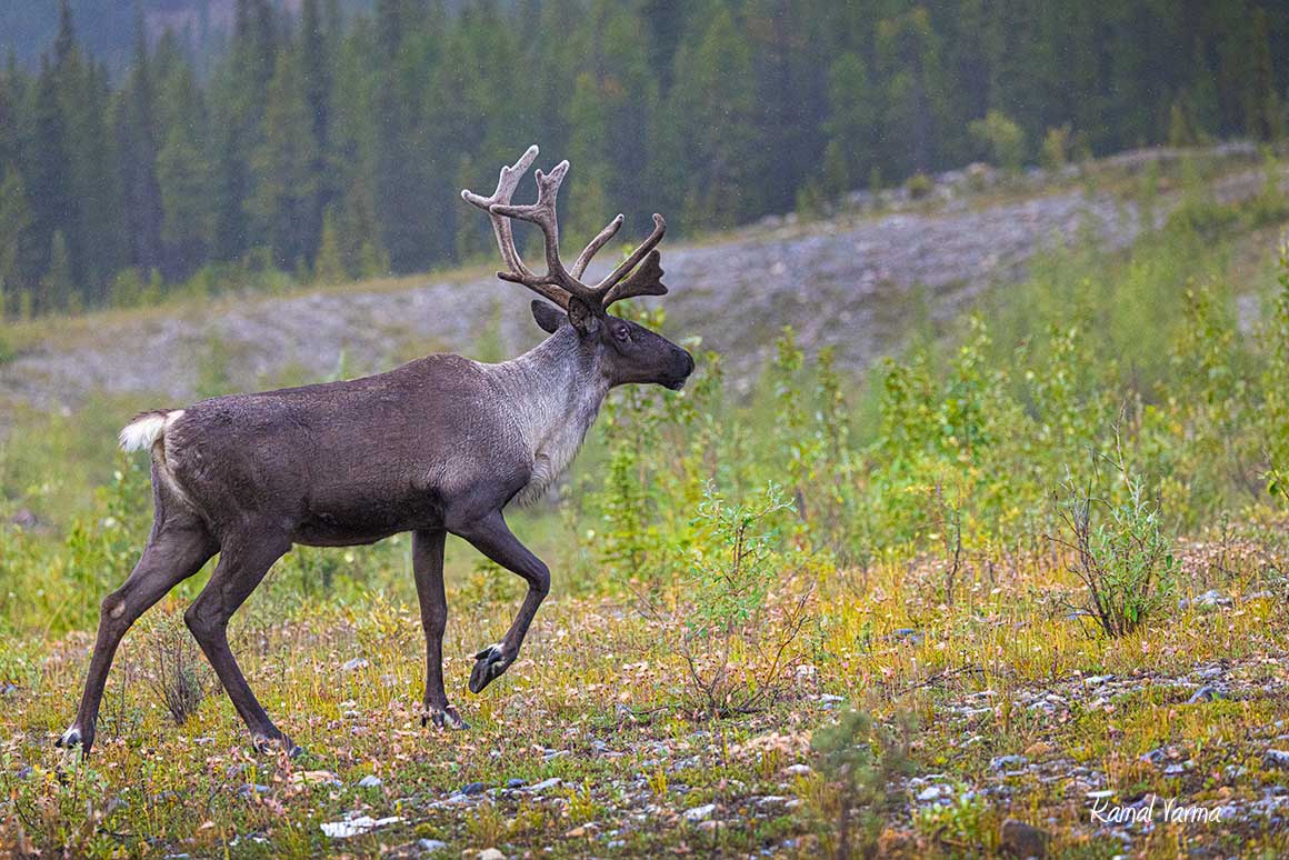 Woodland Caribou by Ksmal Varma