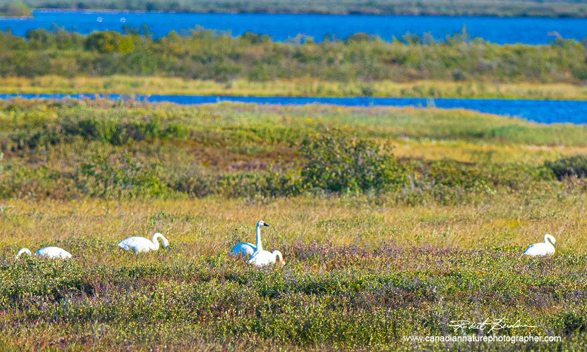 Tundra Swans next to the road into Tuktoyaktuk.