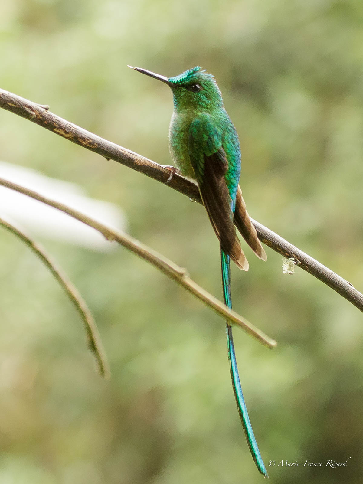 Long-tailed sylph at Rio Blanco by Marie-France and Denis Rivard ©