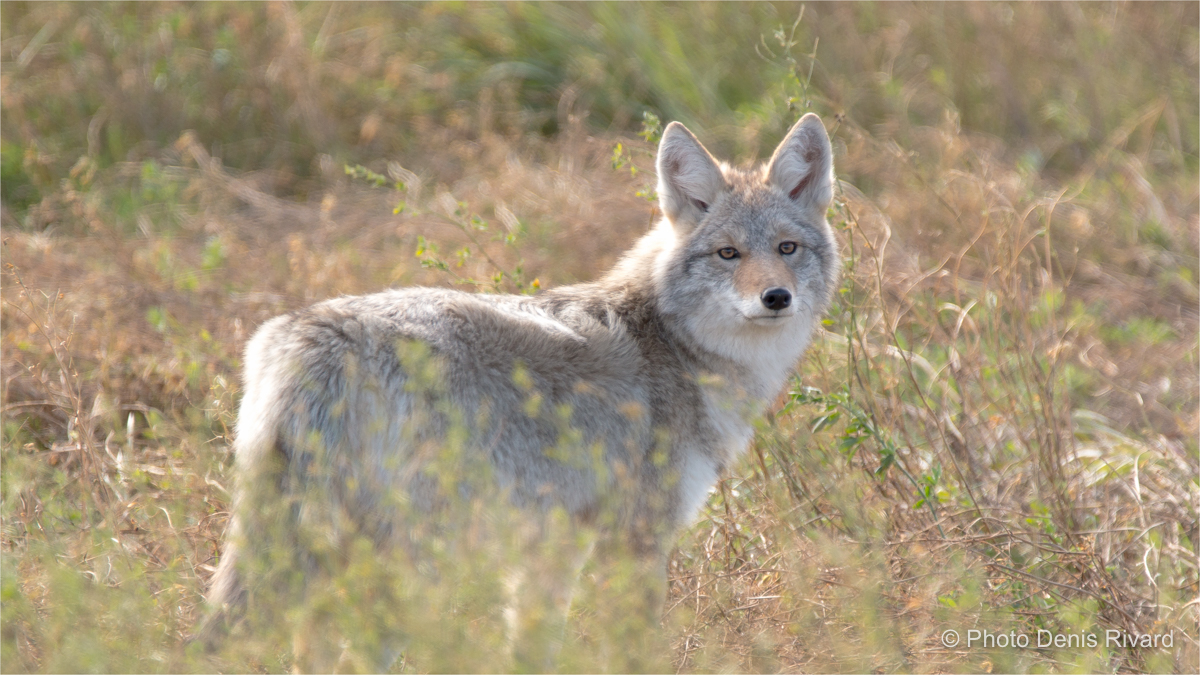 Coyote by the road in southern Saskatchewan. by Denis Rivard ©