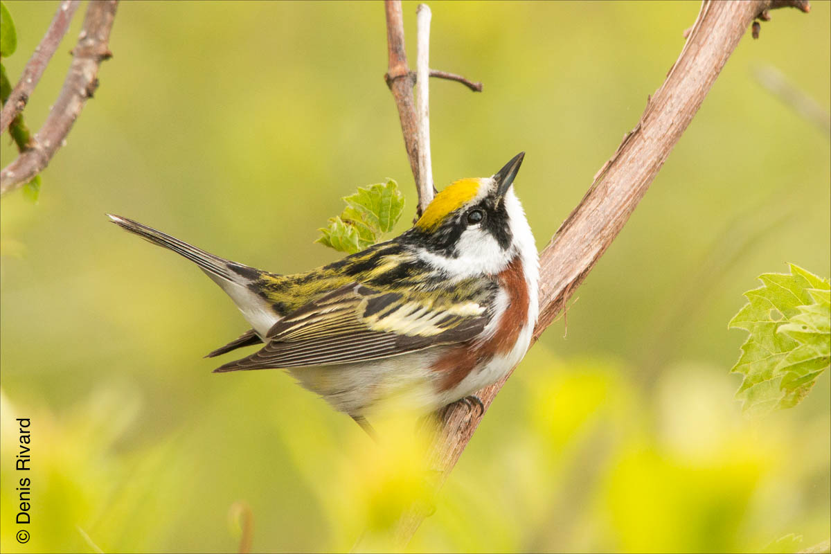 Chestnut-sided warbler (paruline à flancs marron) at Magee Marsh Wildlife Area.  by Marie-France and Denis Rivard ©