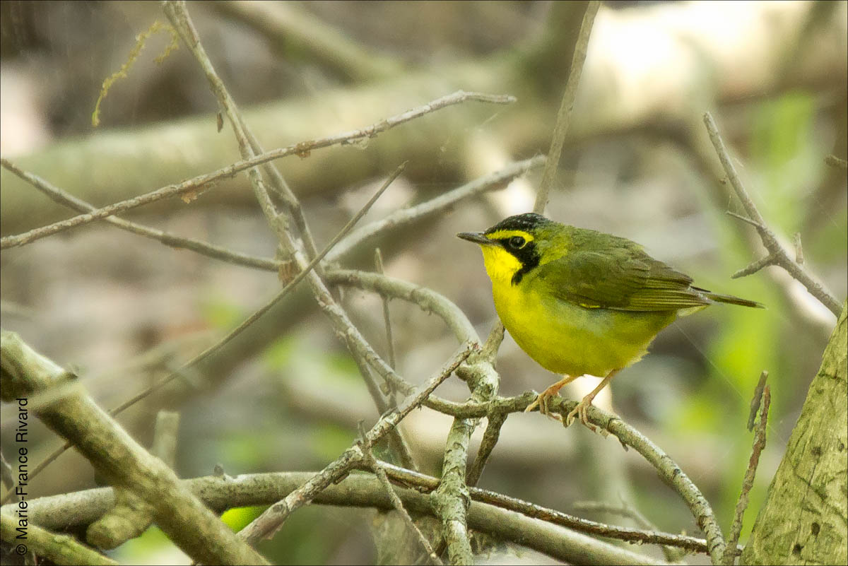 Kentucky warbler(paruline du Kentucky), at Maumee Bay State Park. by Marie-France and Denis Rivard ©