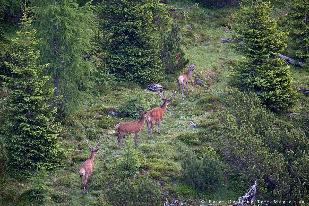 A group of red deer stags by Peter A. Dettling ©