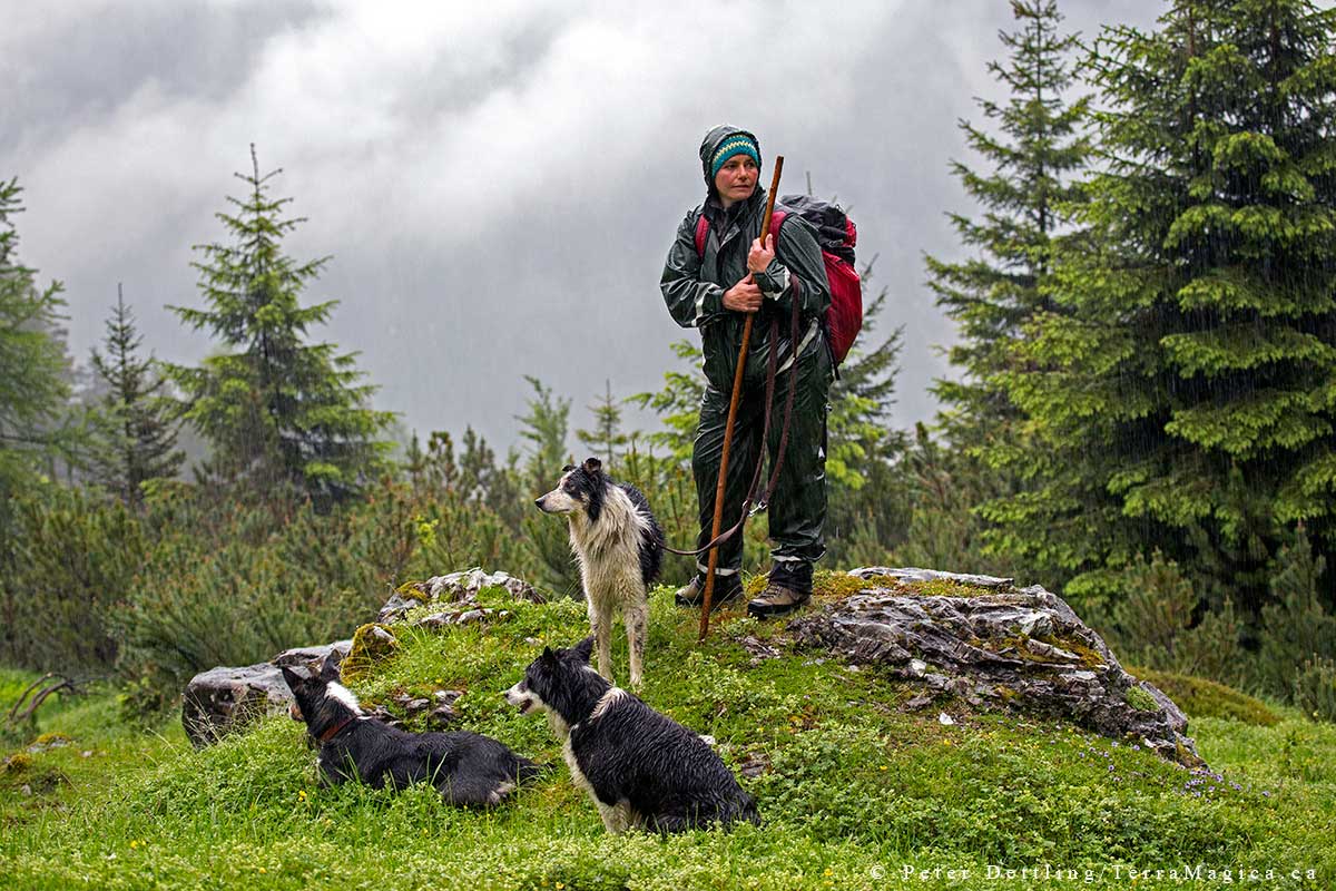 Shepherd Astrid and her three border collie dogs by Peter A. Dettling ©
