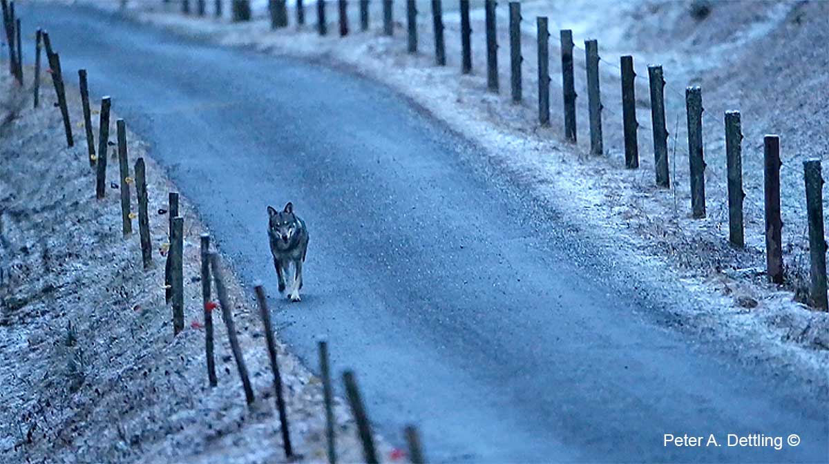 Wolf on road by Peter A. Dettling ©