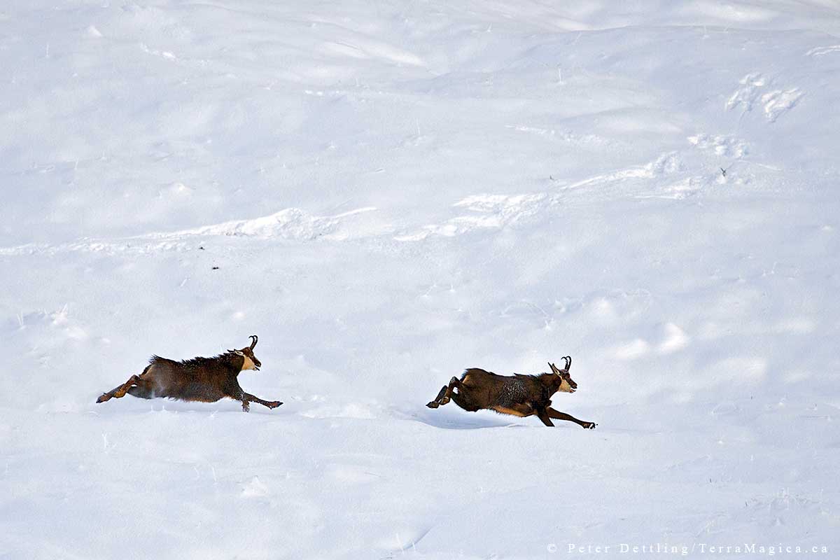 Two chamois bucks fight for the right to mate by Peter A. Dettling ©