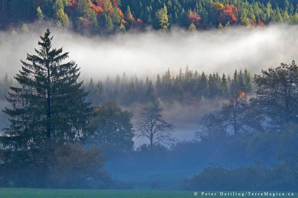 The mixed forests of the Calanda shine in their best light and colour in the fall by Peter A. Dettling ©