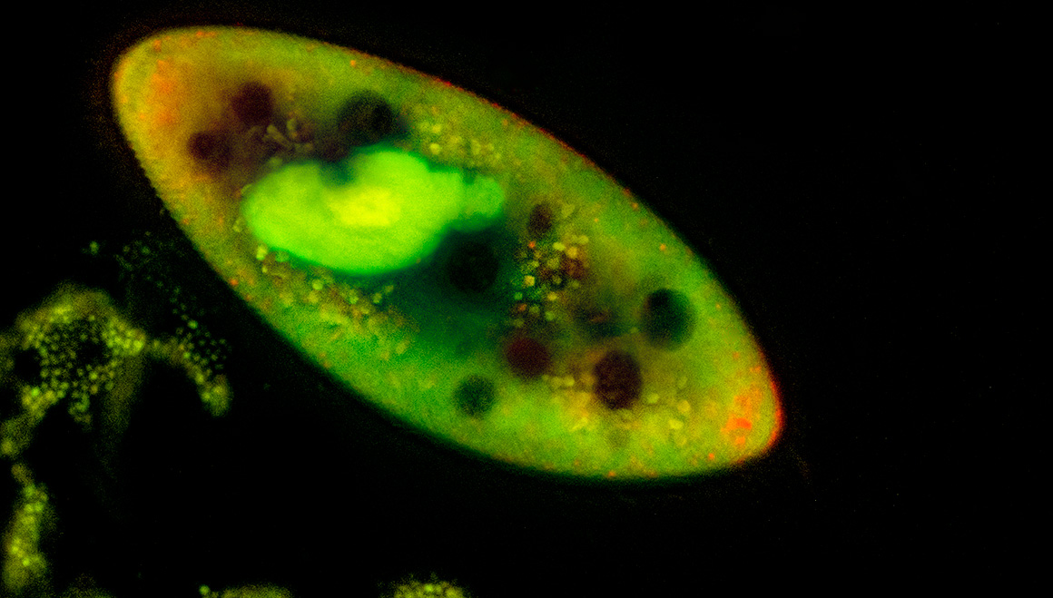Paramecium stained wth Acridine orange and viewed by fluorescence microscopy 