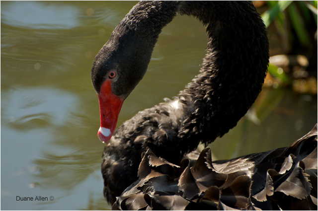 Black Swan by Duane Allen ©