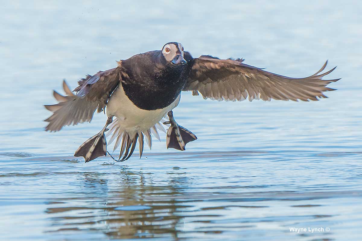 01-Drake Long-tailed Duck-Mating Partner of the Female by Dr. Wayne Lynch ©