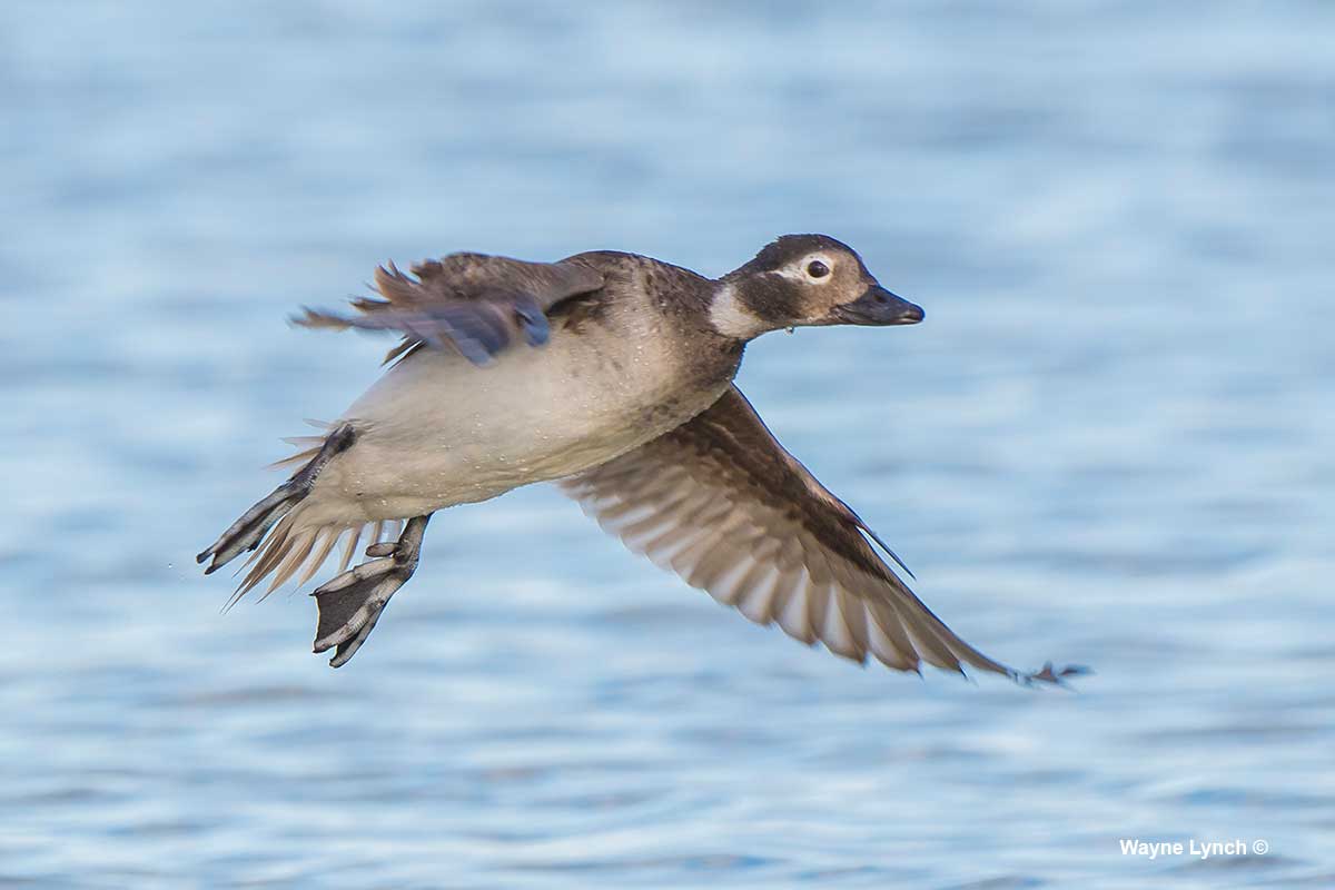 Female Long-tailed Duck by Dr. Wayne Lynch ©