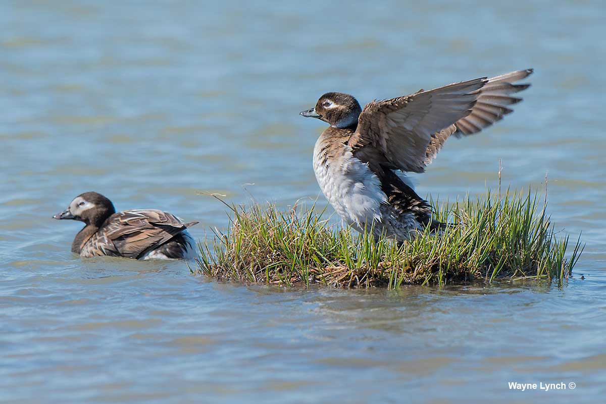 Mated Pair of Long-tailed Ducks by Dr. Wayne Lynch ©