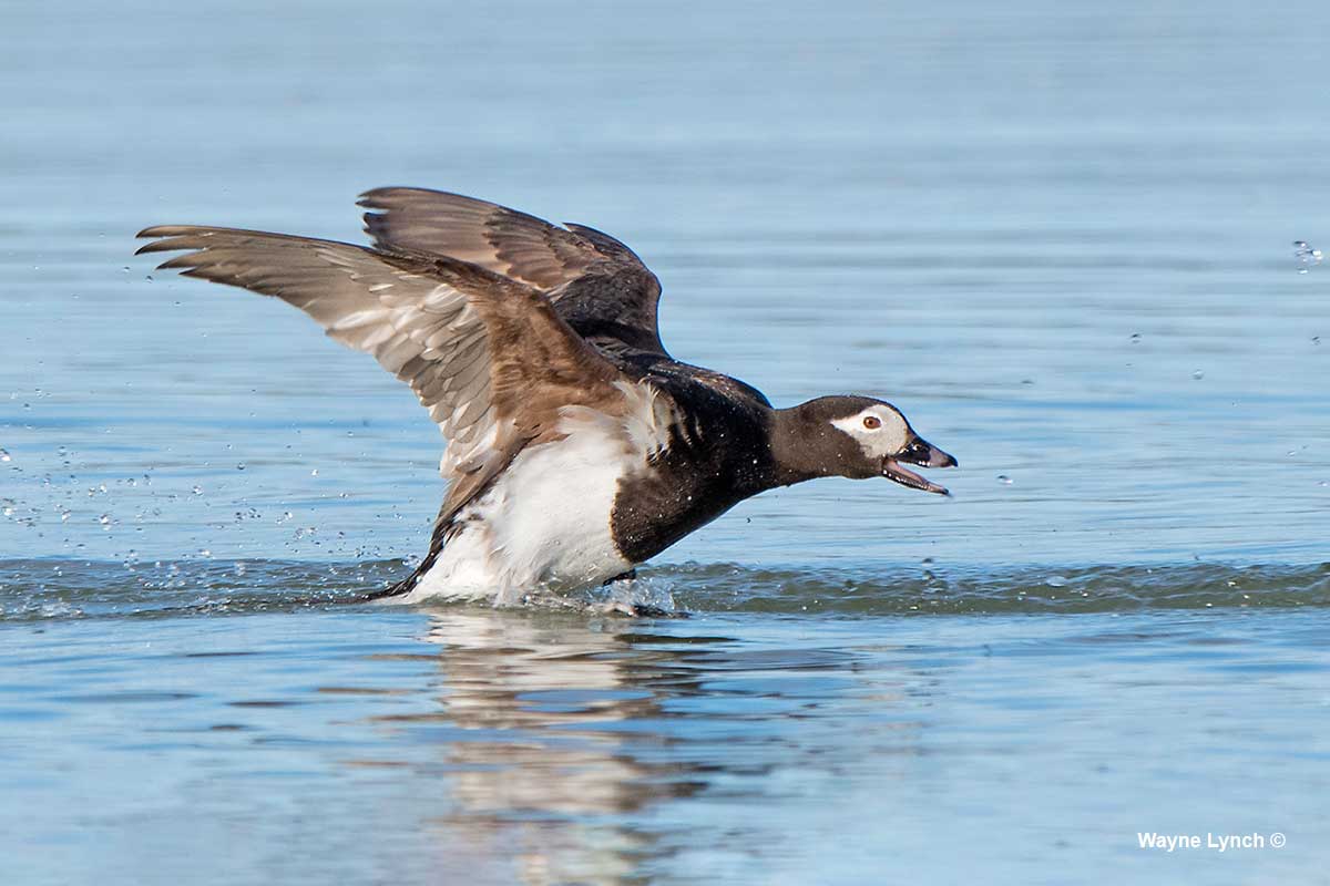 A Second Harassing Drake Long-tailed Duck by Dr. Wayne Lynch ©