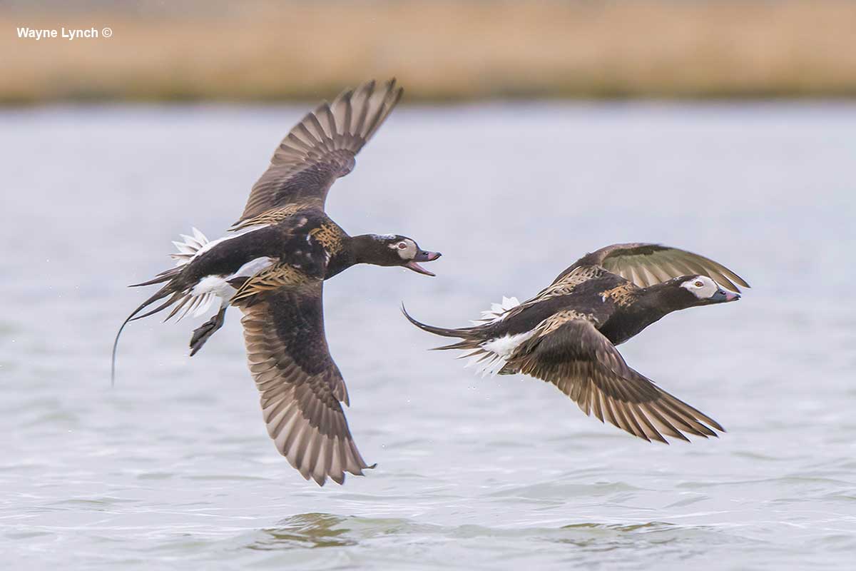 Two of the Harassing Drakes Challenging Each Other by Dr. Wayne Lynch ©