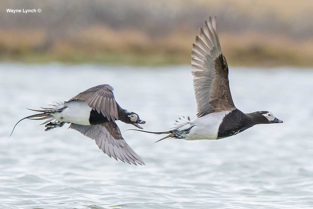 Two Harassing Drakes by Dr. Wayne Lynch ©