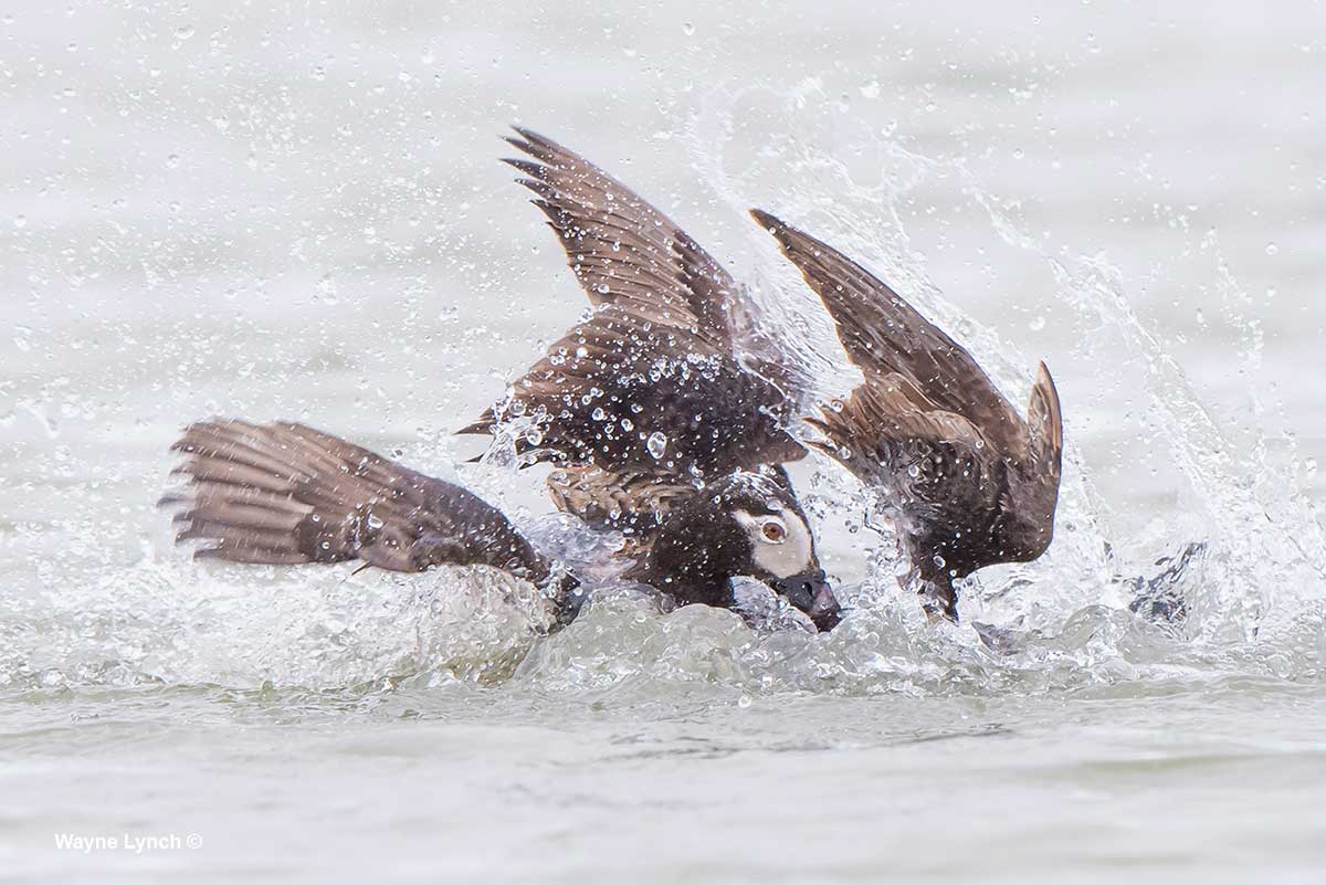 Drake Fighting by Dr. Wayne Lynch ©