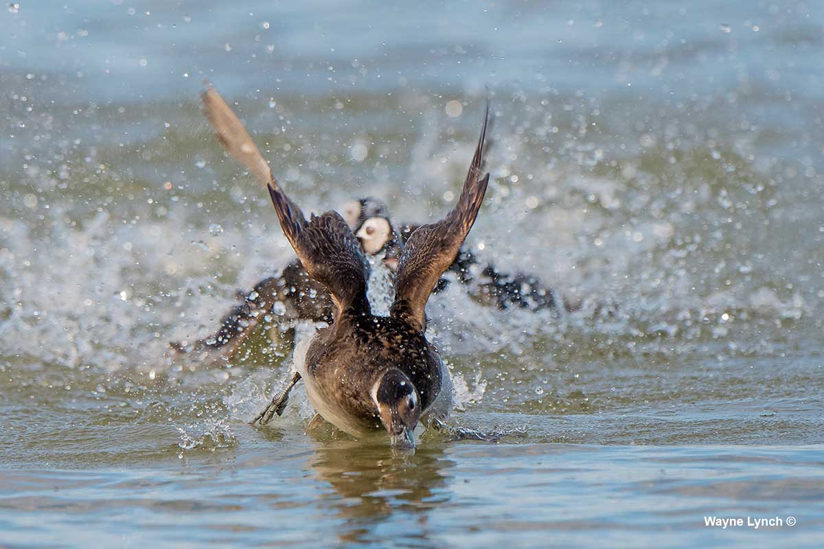 Harassed Female Attempting to Escape Underwater by Dr. Wayne Lynch ©