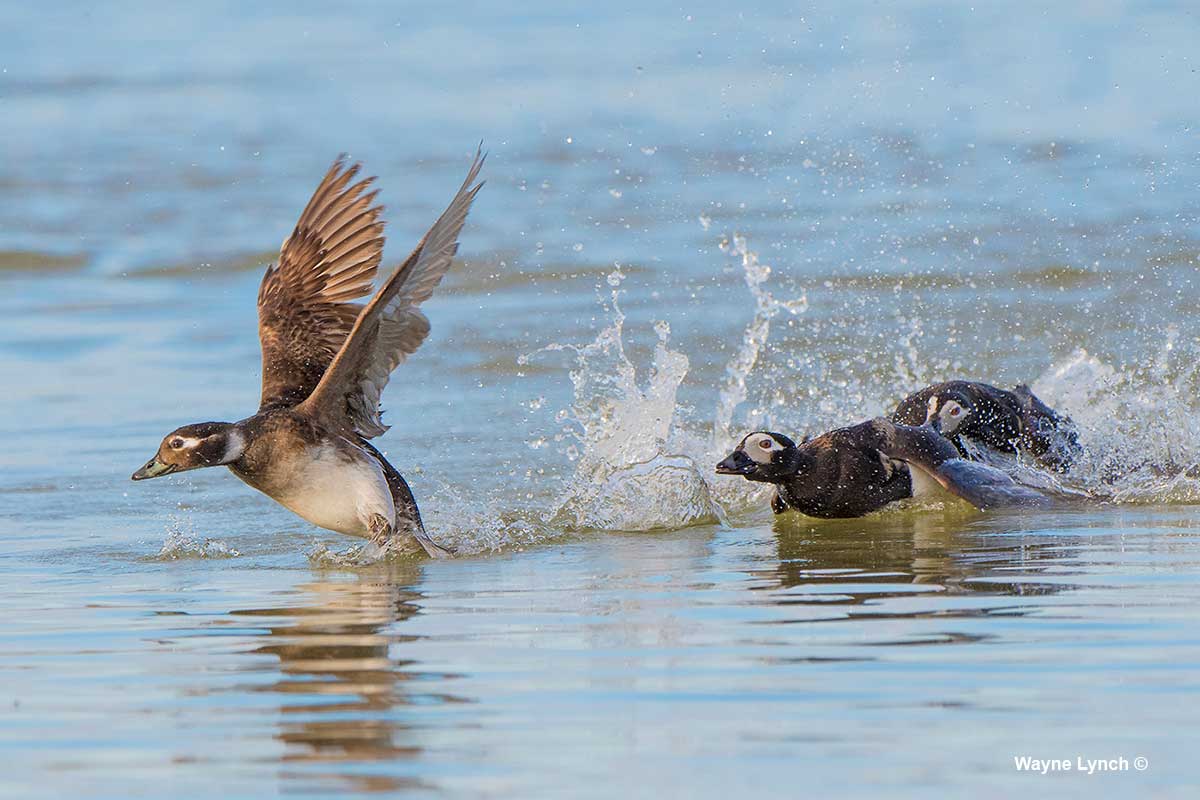 Female Long-tailed Duck Chased by Trespasser & Defended by Her Mate by Dr. Wayne Lynch ©