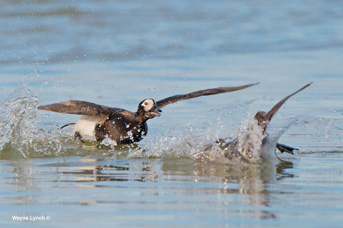 Female Escaping Harasser by Diving Underwater by Dr. Wayne Lynch ©