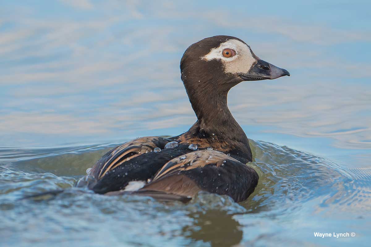 Protective Drake Long-tailed Duck by Dr. Wayne Lynch ©