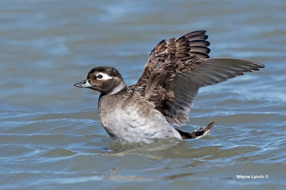 Female Long-tailed Duck After Harassers Left by Dr. Wayne Lynch ©
