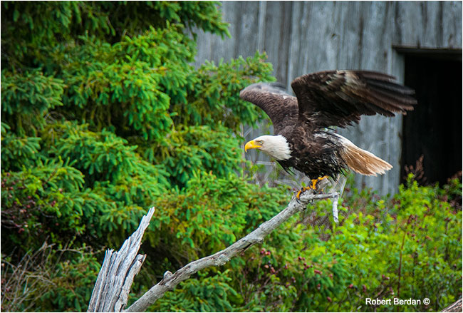 Bald eagle Cape Breton by Robert Berdan ©