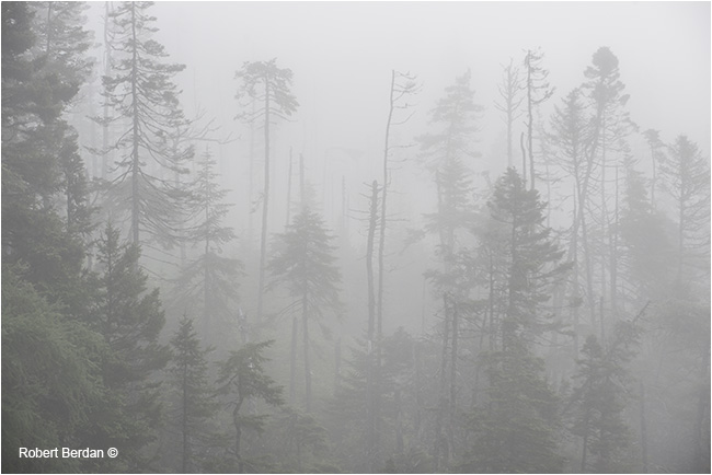 Forest next highway 7was shrouded in fog by Robert Berdan ©