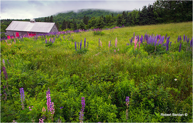 red barn surrounded by Lupins Nova Scotia by Robert Berdan ©