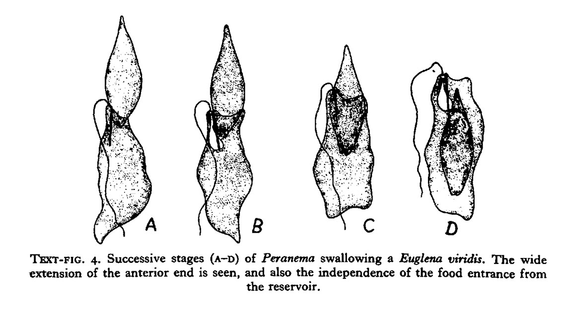 Drawing of Paranema ingesting Euglena viridis by Chen 1950