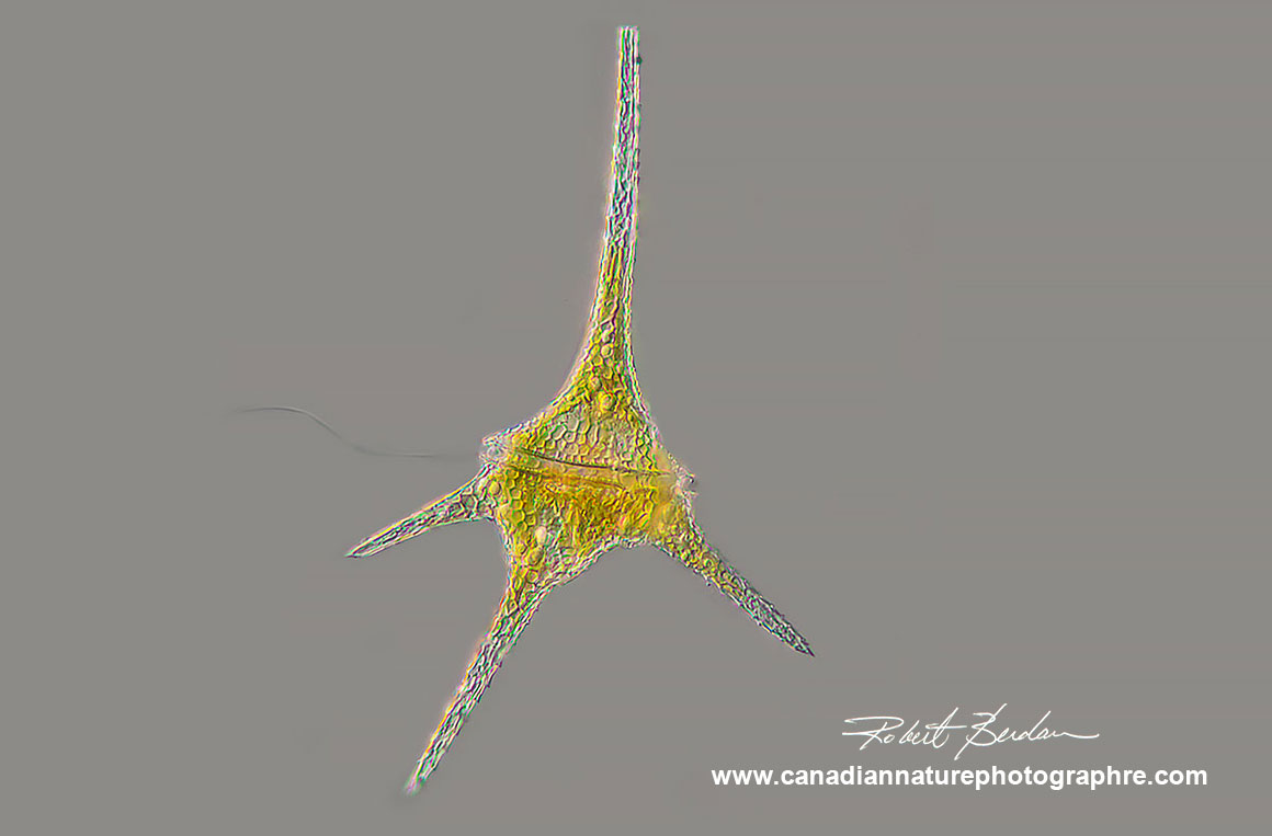 Dinoflagellate Ceratium hirundinella by Robert Berdan ©