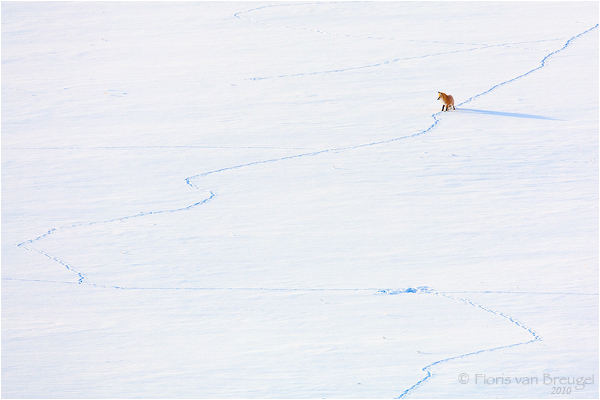 Red Fox Hunting ~ Yellowstone National Park, WY  by Floris van Breugel ©
