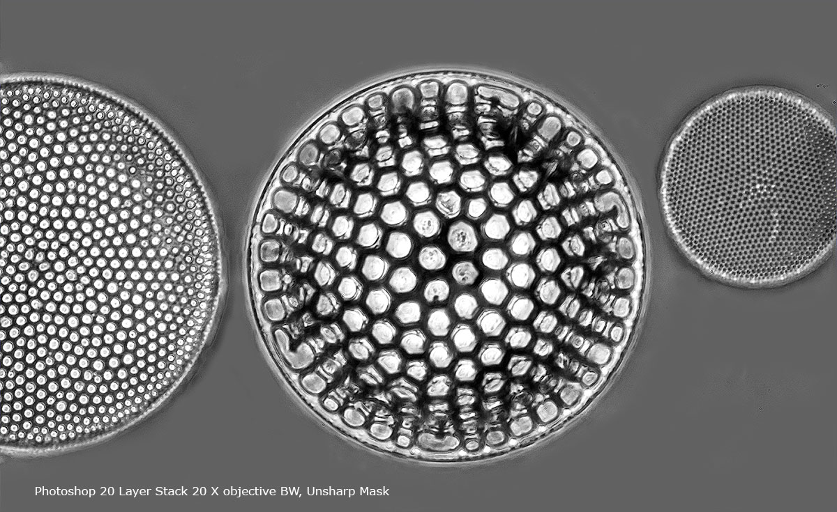 20 image focus stack of a Diatom processed in Photoshop Robert Berdan ©