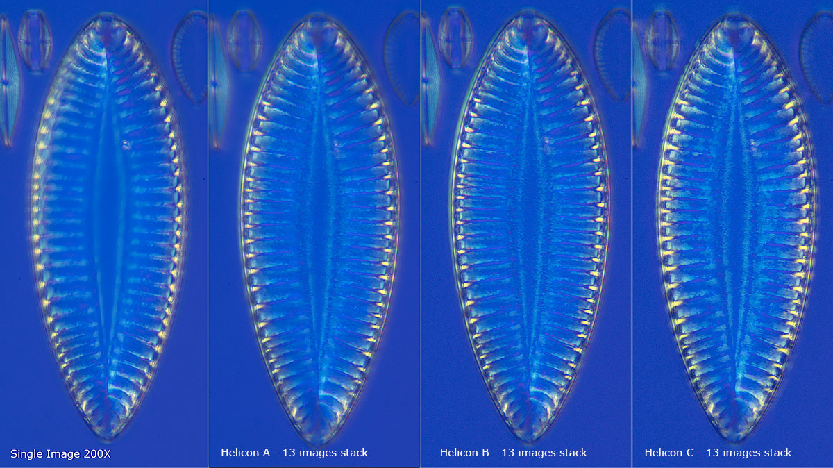 Diatoms focus stacked using Helicon software Robert Berdan ©