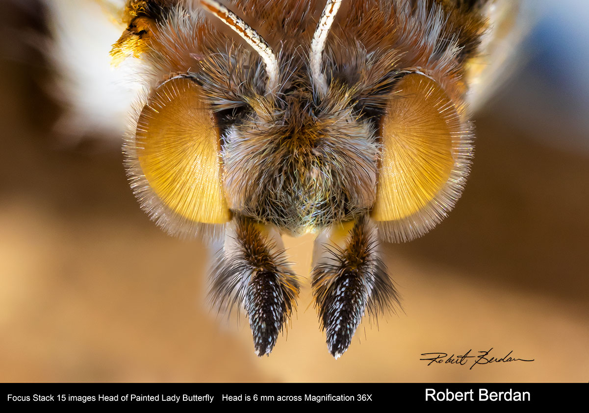 Painted lady butterfly using focus stacking by Robert Berdan ©