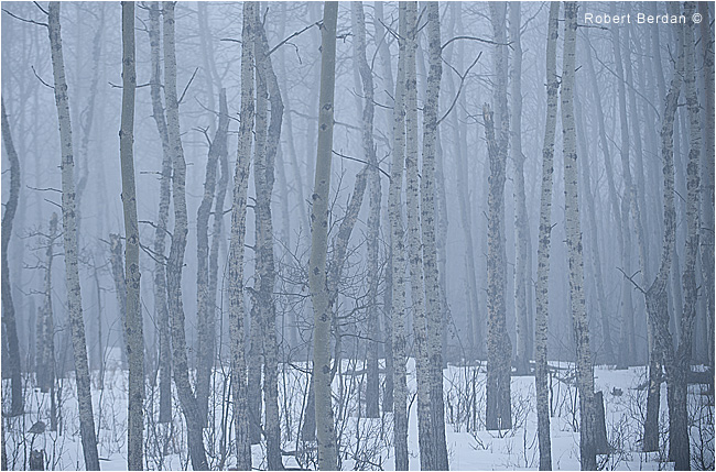 Aspen forest in fog by Robert Berdan 