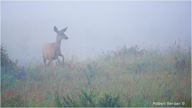 Deer coming ouf of fog by Robert Berdan ©