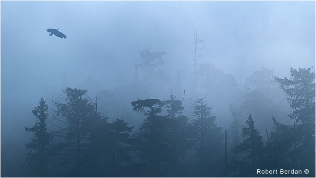 Eagle in the mist by Robert Berdan 