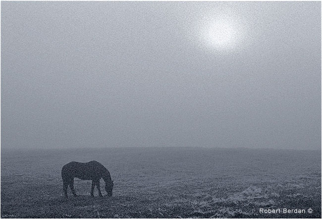 Horse in fog at sunrise, north of Calgary by Robert Berdan ©