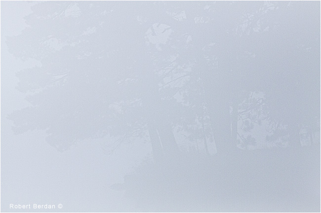 Extreme fog - island and tress by Robert Berdan ©
