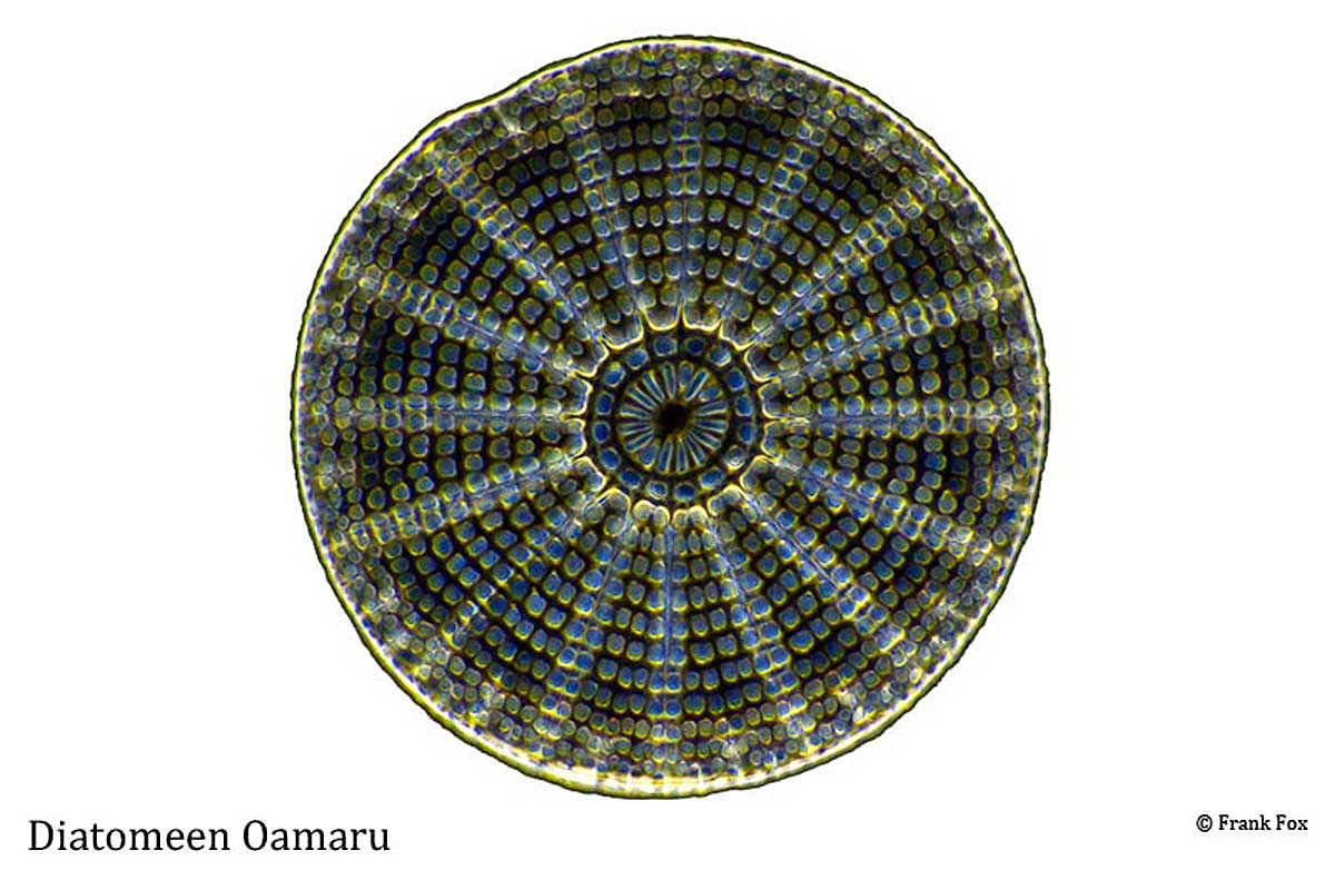 Diatom Oamaru by Frank Fox ©