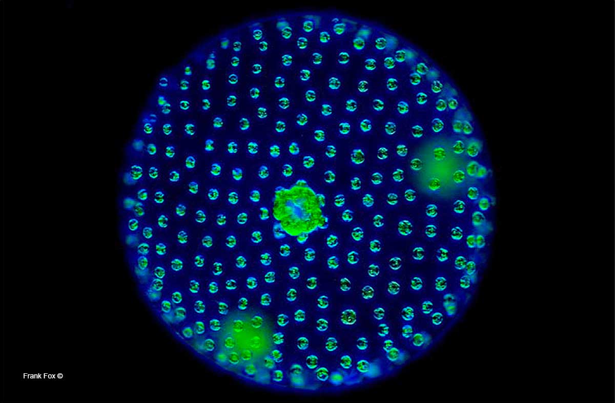 Volvox Darkfield microscopy by Frank Fox ©