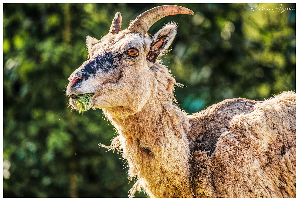Rocky Mountain Sheep by Fraz Anjum ©