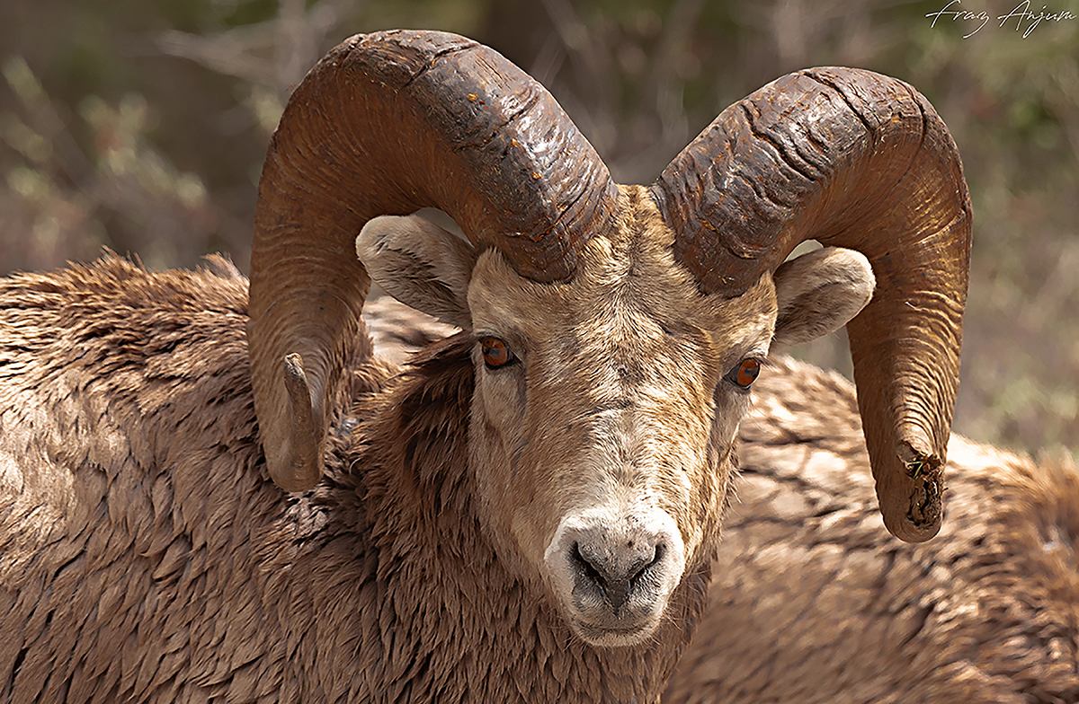 Rocky Mountain Sheep by Fraz Anjum ©