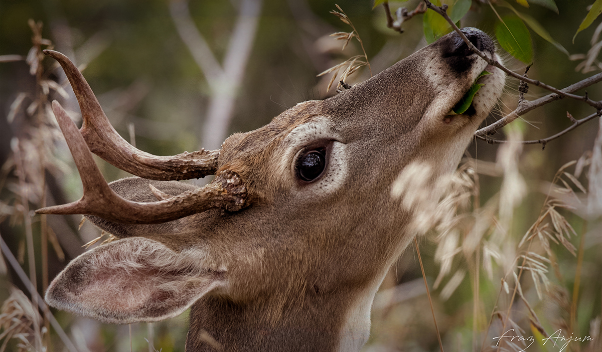 A deer grazing in the field by Fraz Anjum ©