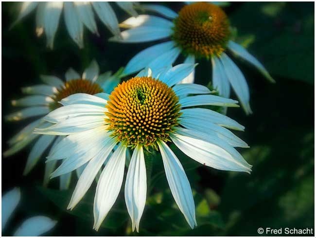 Ox eye daisy Silver Springs Park by Fred Schact ©