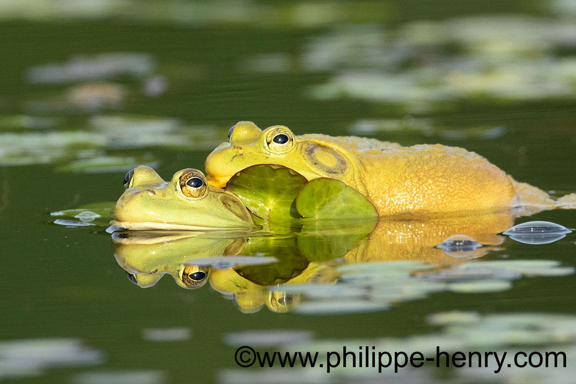bull frogs gather on the park’s lakes where Nymphoides cordata, the little floating heart grows. by Phiolipe Henry ©