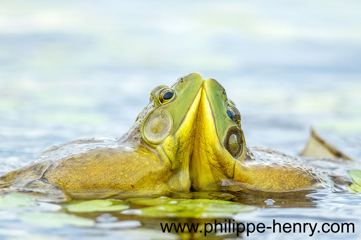 bullfrog does not have pronounced dorsolateral folds by Philippe Henry ©