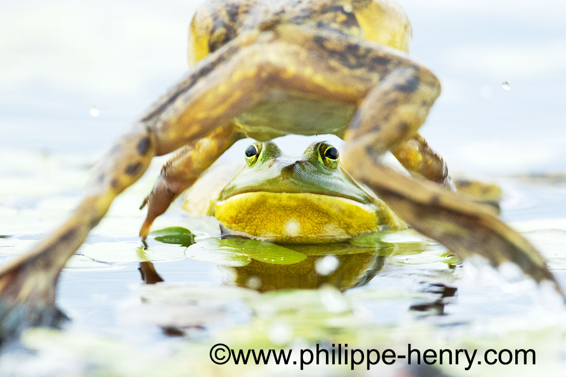Bull Frogs by Philippe Henry ©