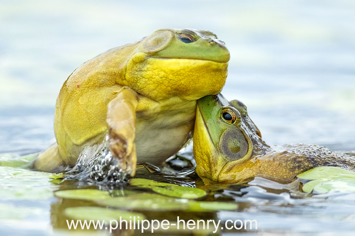 Bull Frogs by Phlippe Henry ©